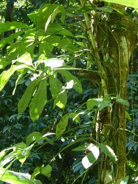 Anthurium pentaphyllum (Aubl.) G. Don的圖片