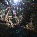 Strobilanthes integrifolius (Dalz.) Kuntze resmi