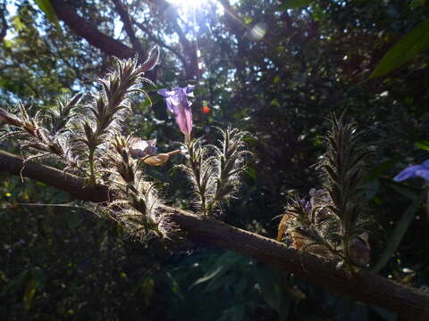 Imagem de Strobilanthes integrifolius (Dalz.) Kuntze