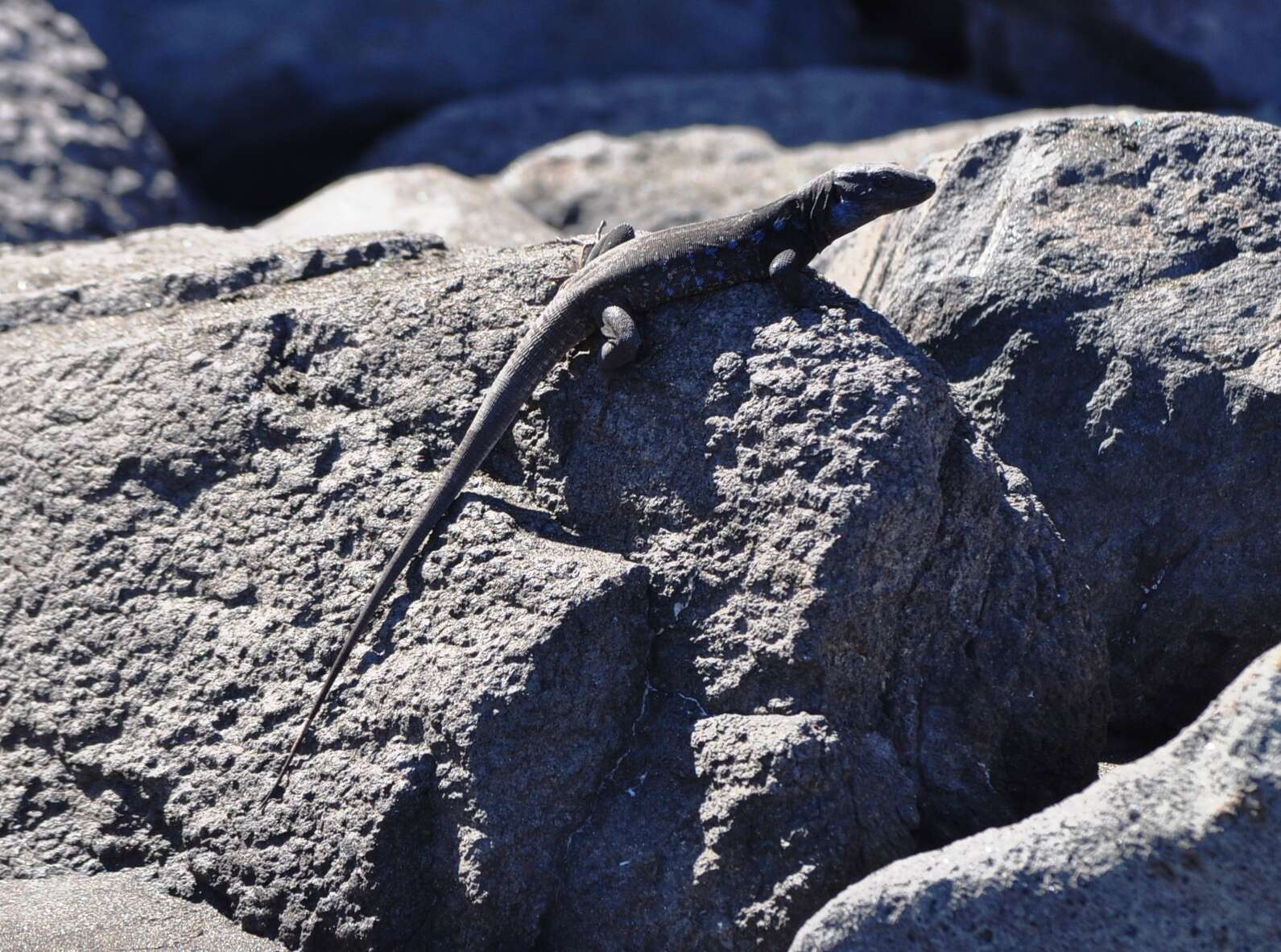 Image of Tenerife Lizard