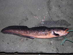 Image of Red cusk-eel