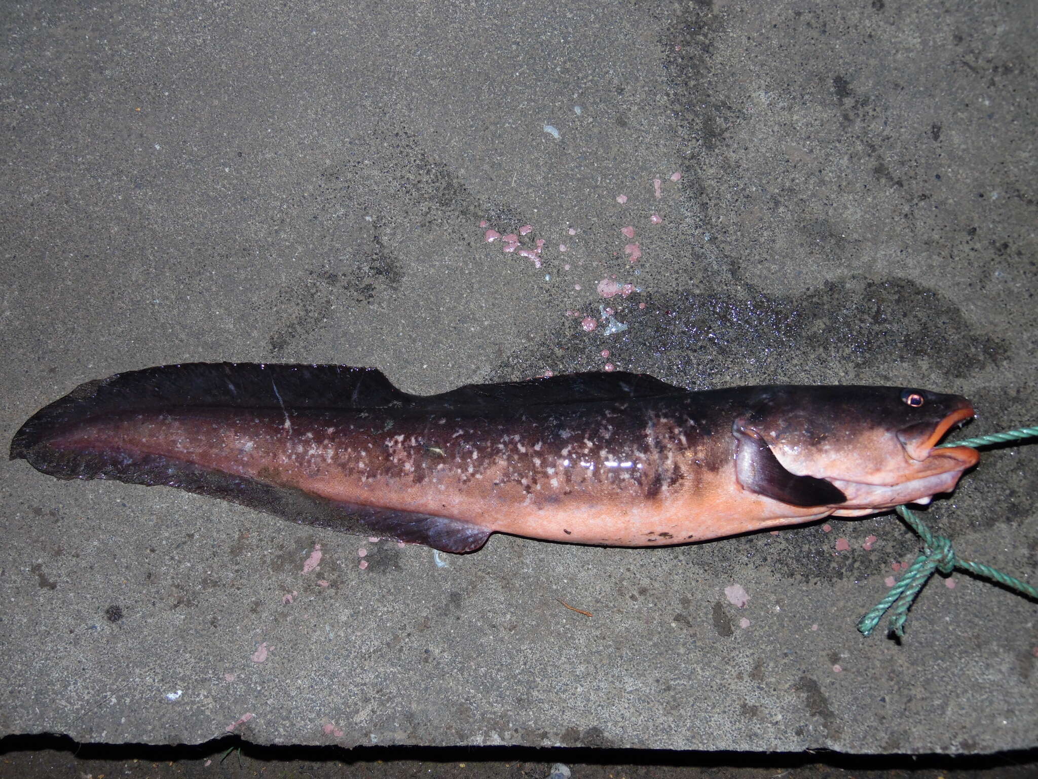 Image of Red cusk-eel