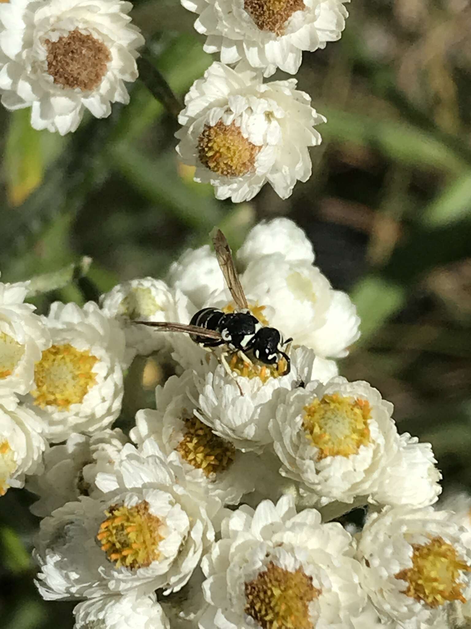 Stenodynerus blandoides resmi