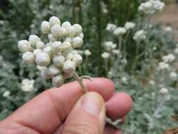 Image of Helichrysum pandurifolium Schrenk