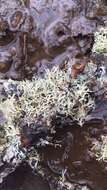 Image of Reindeer lichen