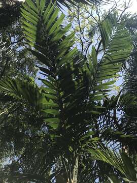 Image of Bamboo Palm