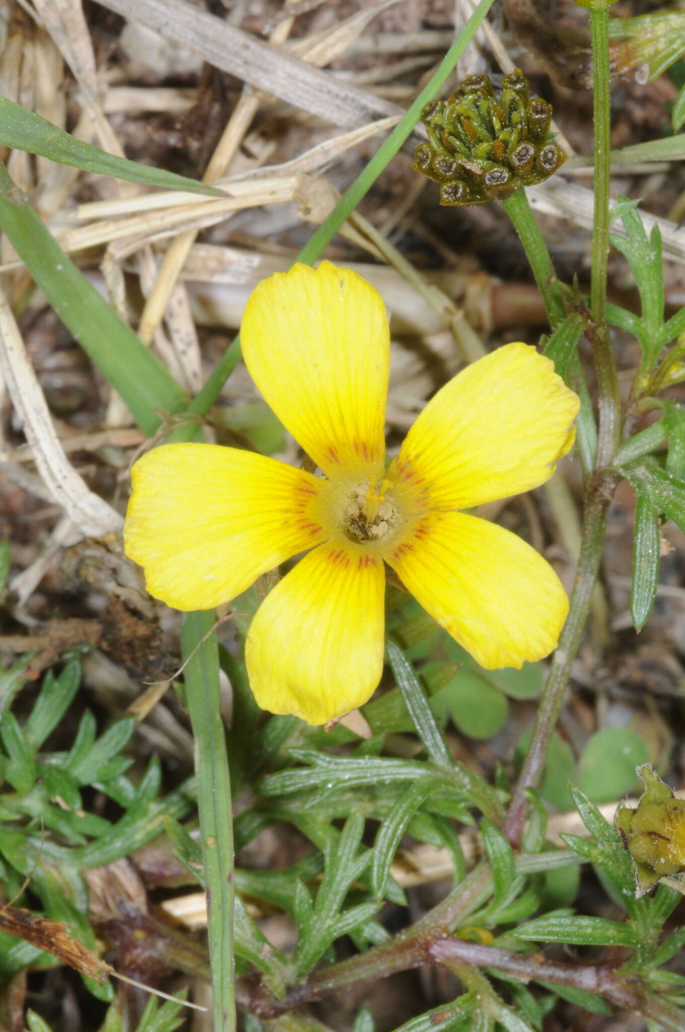 Sivun Oxalis conorrhiza (Feullée) Jacquin kuva