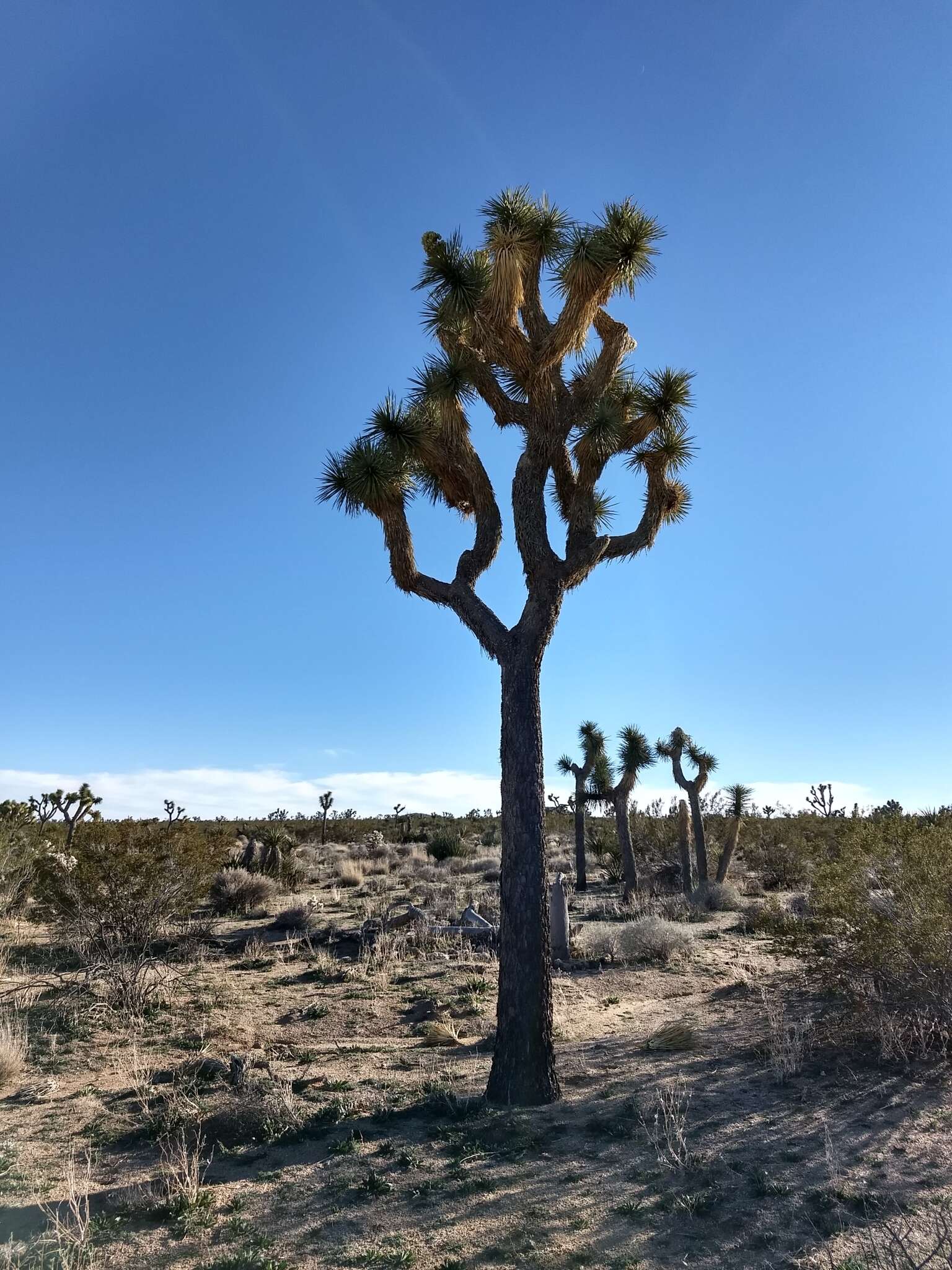 Слика од Yucca brevifolia var. brevifolia