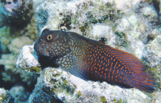 Image of Red-streaked Blenny