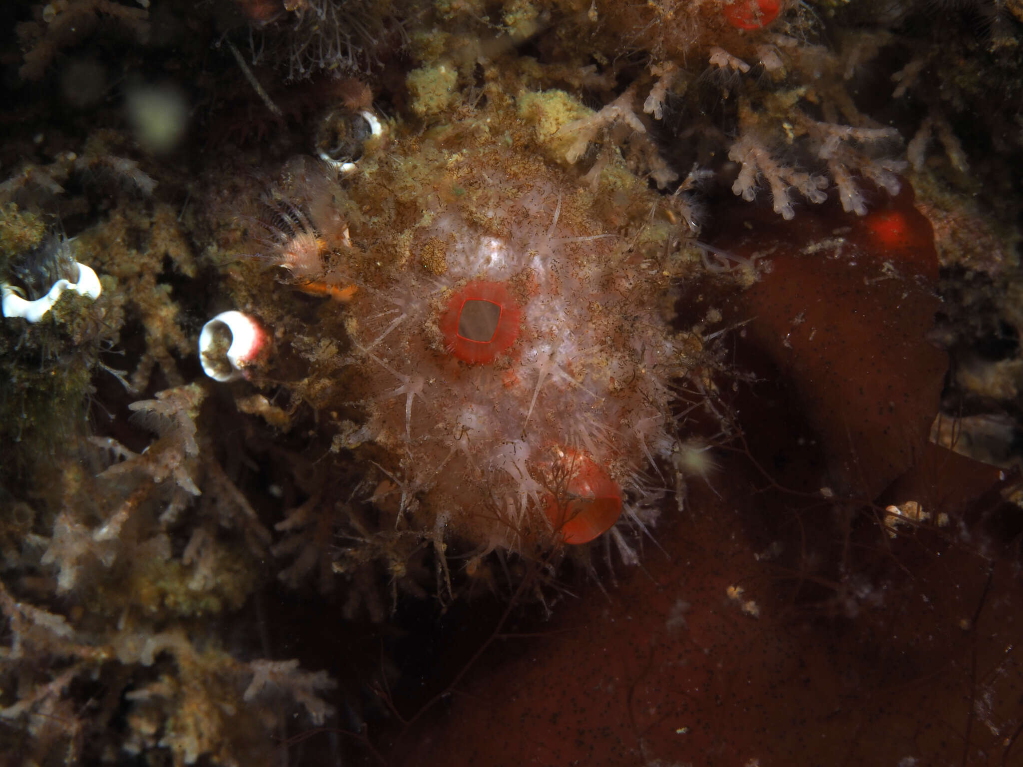 Image of cactus sea squirt