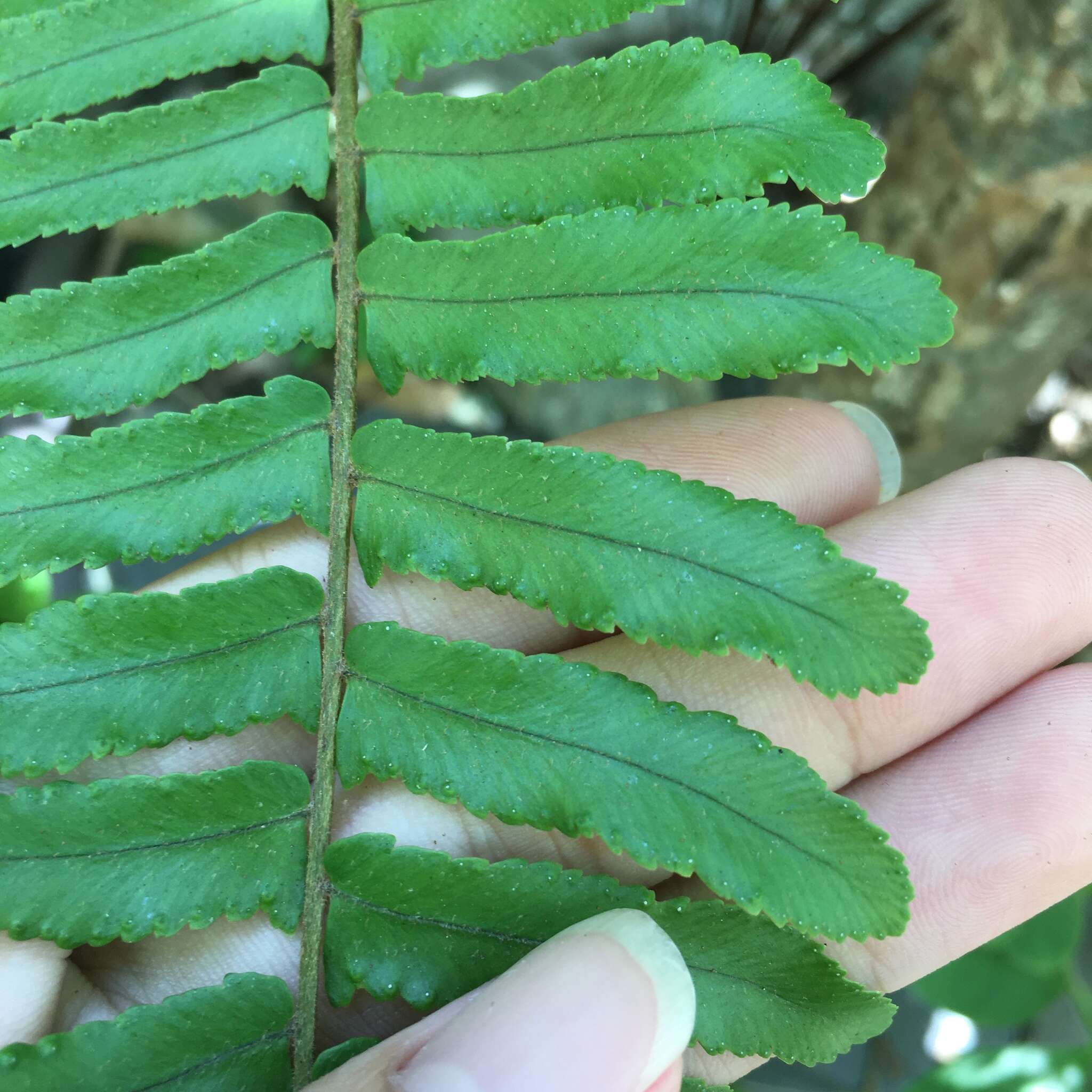 Imagem de Nephrolepis copelandii W. H. Wagner