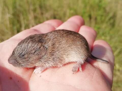 Image of Iberian Vole