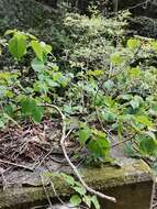 Image of Climbing hydrangea vine