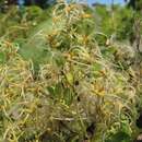 Image of Clematis chinensis var. tatushanensis T. Y. A. Yang