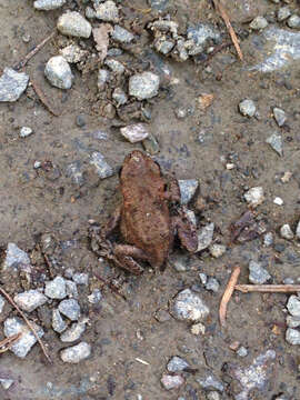 Image of Common Toad