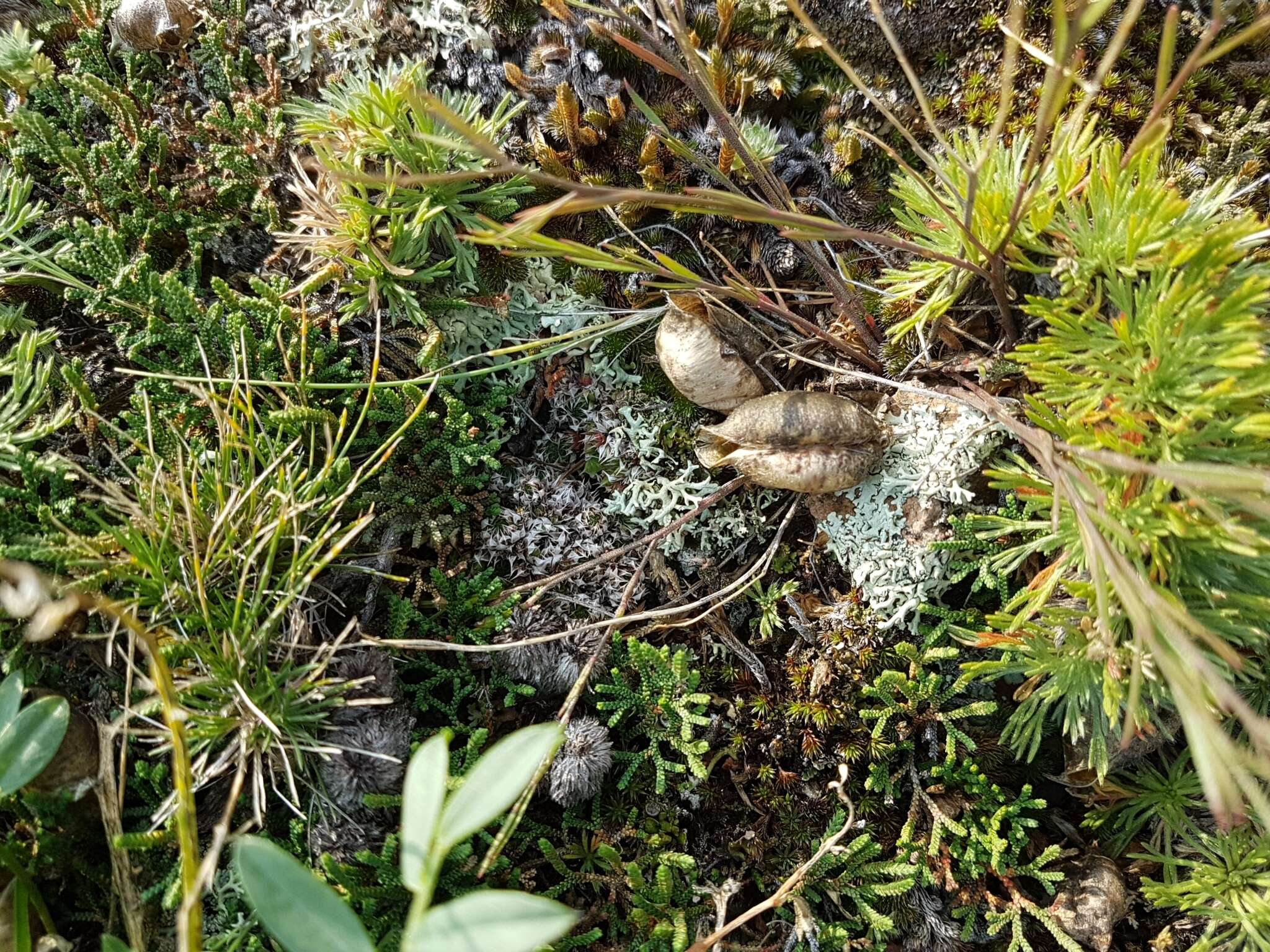 Image de Oxytropis caespitosa (Pall.) Pers.