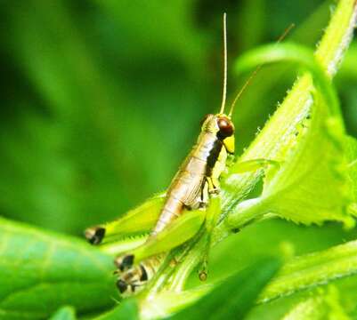 Слика од Melanoplus gracilis (Bruner & L. 1876)