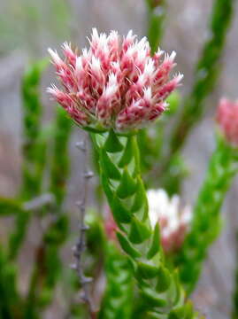 Image of Metalasia pulcherrima pallescens (Harv.) Karis