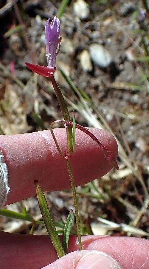 Image of Ramona clarkia