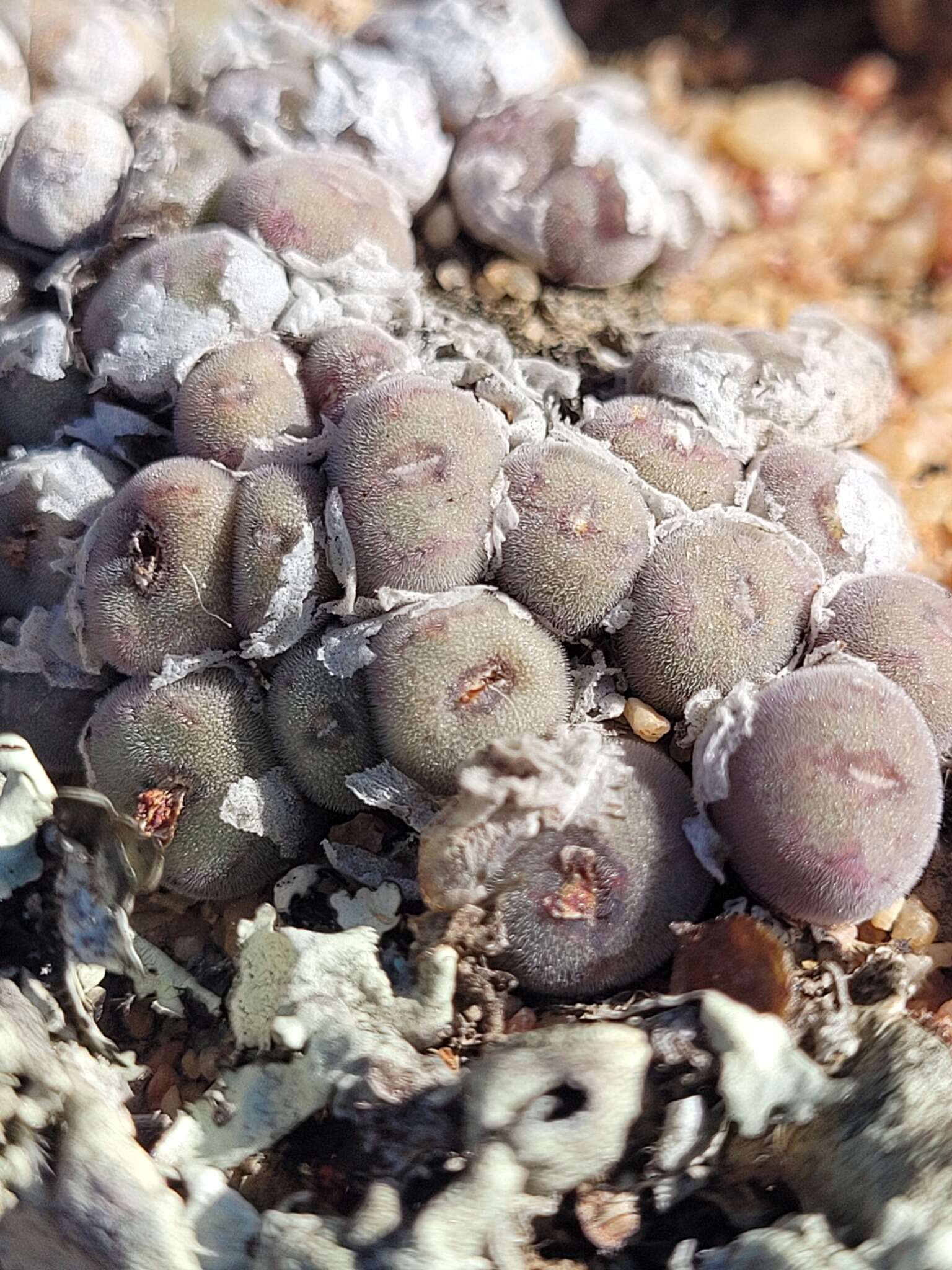 Image of Conophytum minusculum subsp. leipoldtii (N. E. Br.) S. A. Hammer