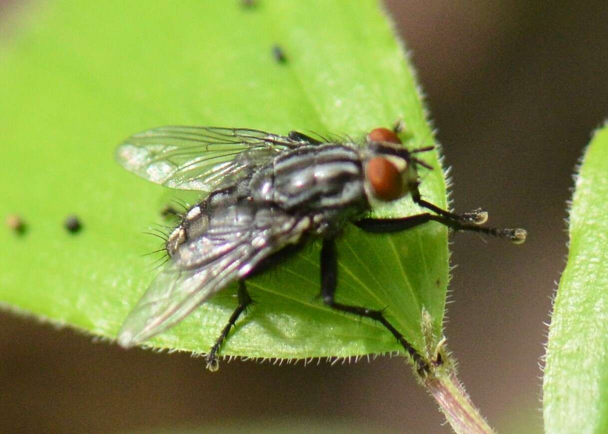 Image of Sarcophagidae