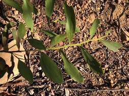 Image of Acacia complanata A. Cunn. ex Benth.