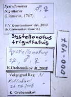 Systellonotus resmi