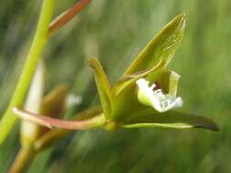 Image of Acrolophia capensis (P. J. Bergius) Fourc.