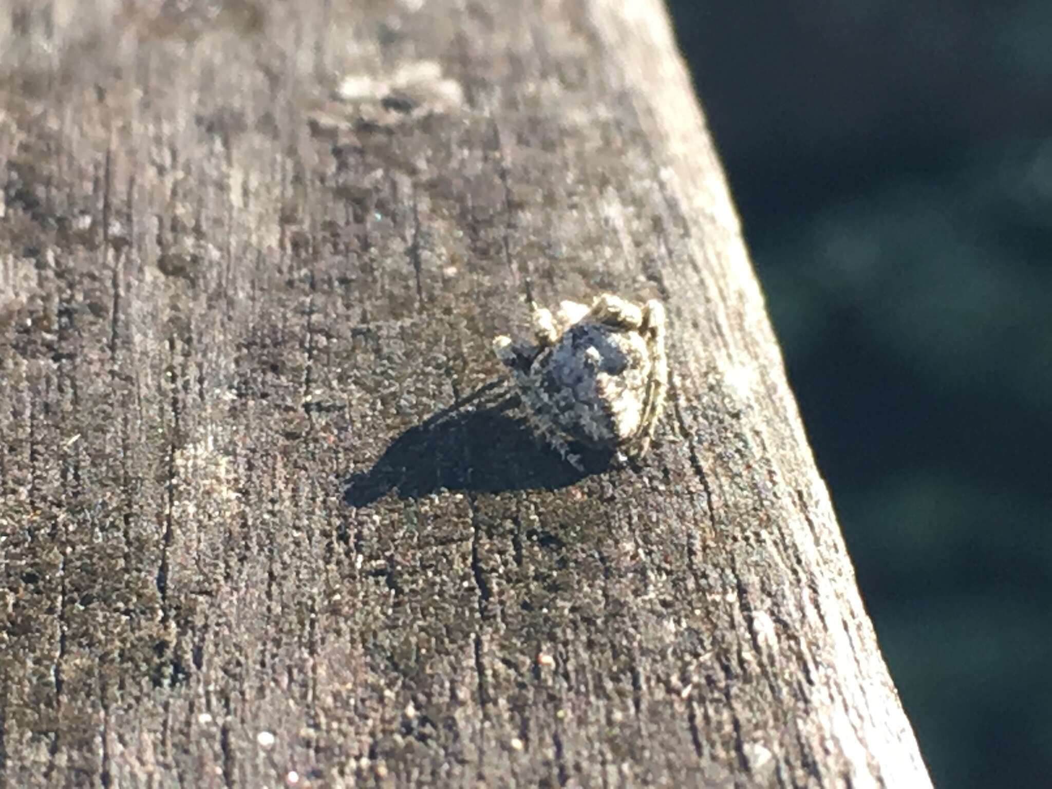 Image of Humpbacked orbweaver