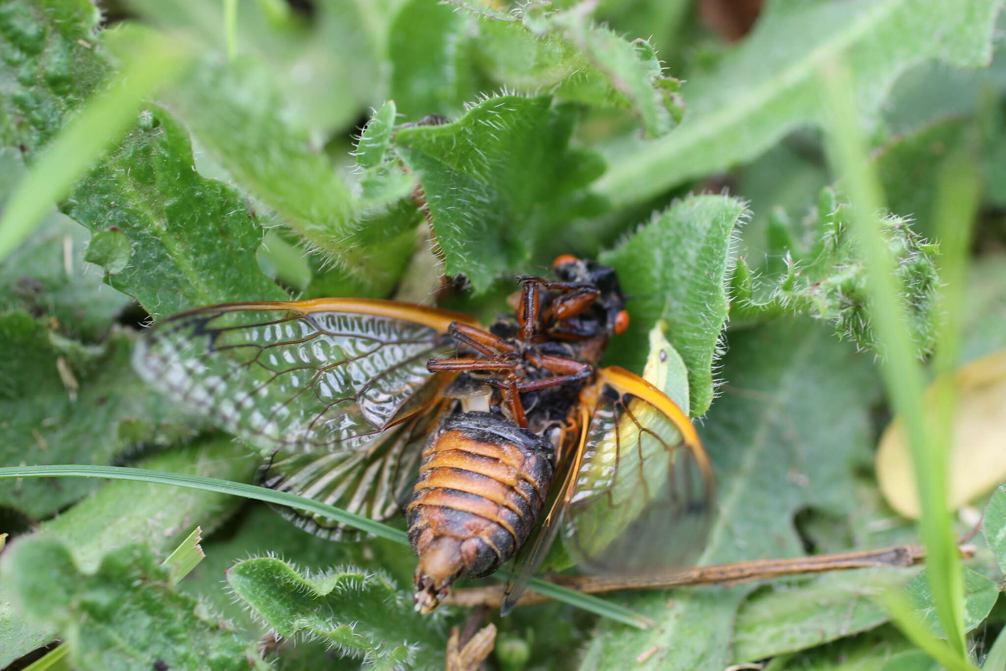 Image of Decim Periodical Cicada