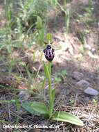 Image of Kotschy's Ophrys