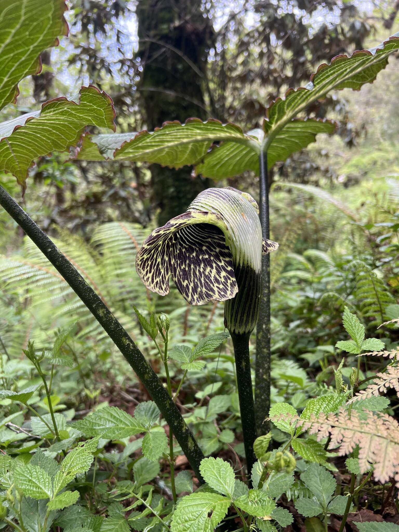 Image of Arisaema griffithii Schott