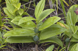 Image of dwarf solomon's seal