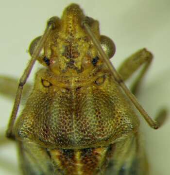 Image of Stictopleurus abutilon (Rossi 1790)