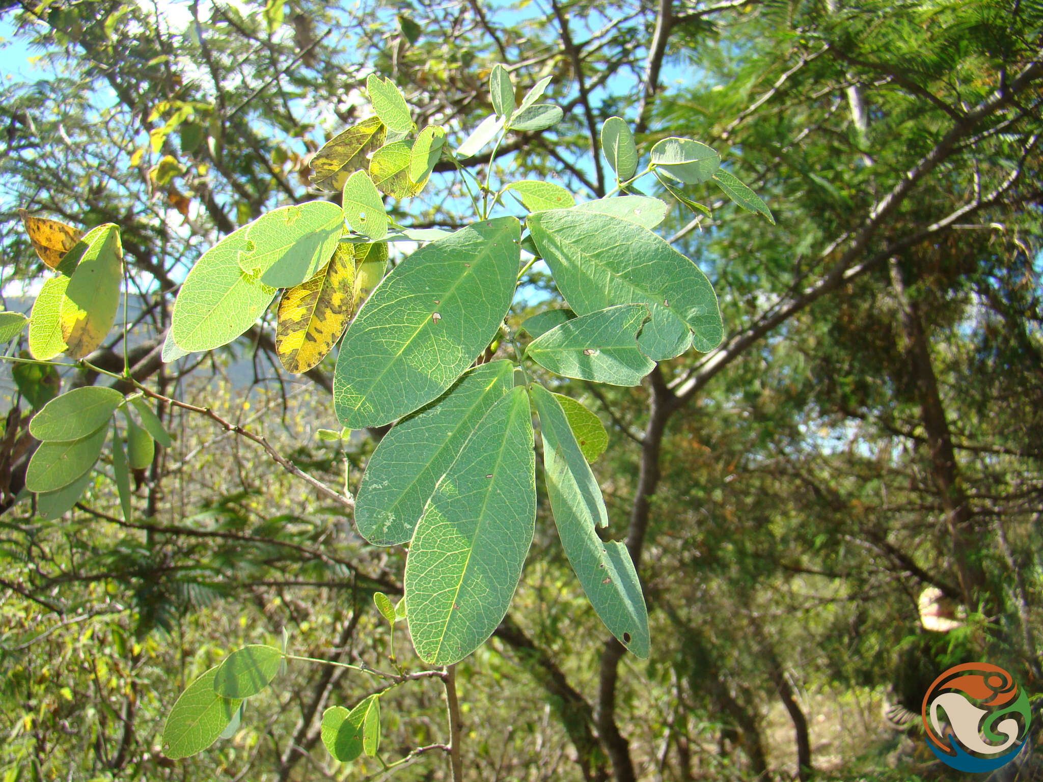 Image of Senna holwayana (Rose) H. S. Irwin & Barneby