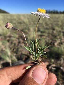 Image de Erigeron canus A. Gray