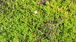 Imagem de Disphyma crassifolium (L.) L. Bol.