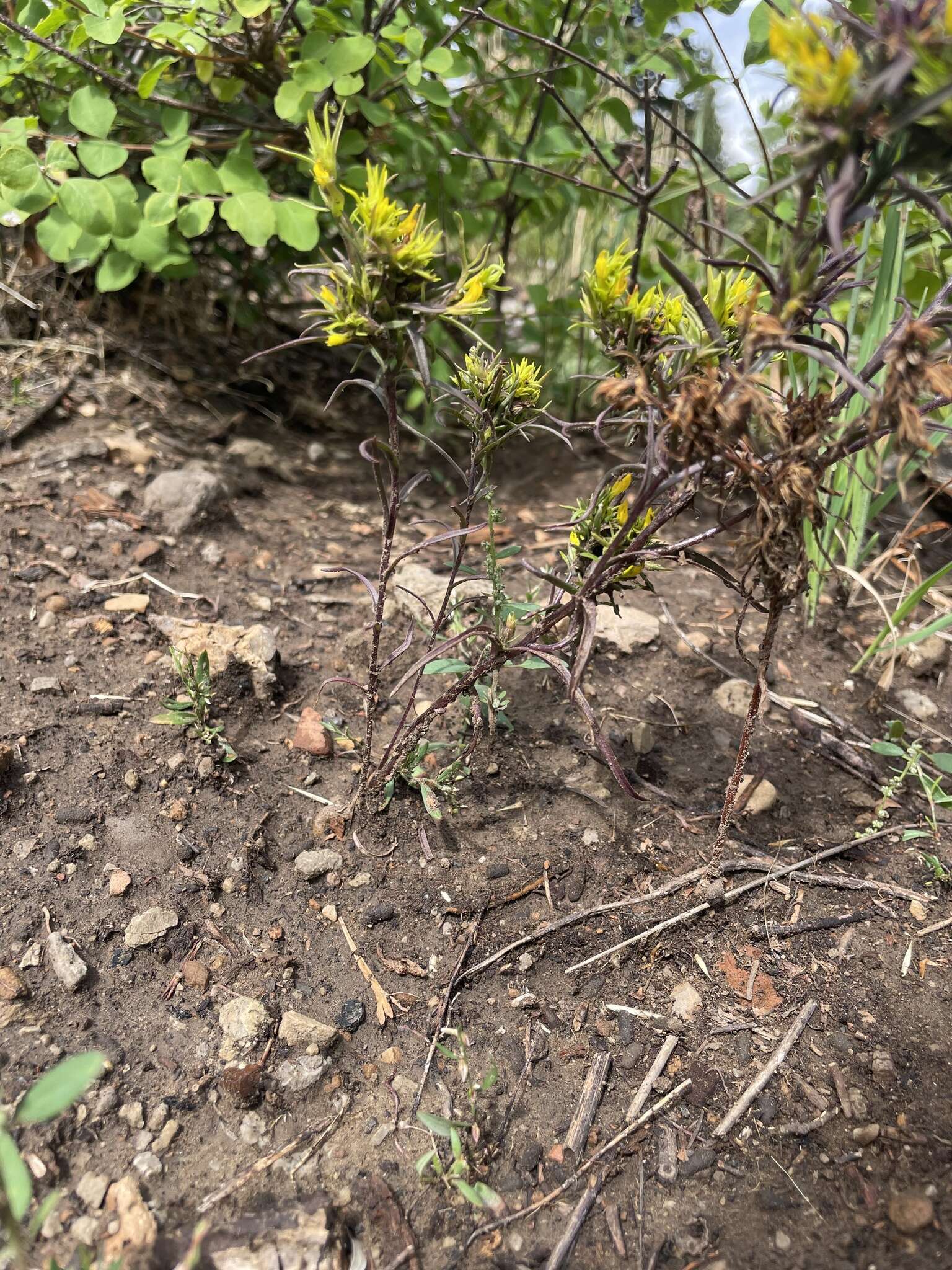 Image of Tolmie's owl's-clover