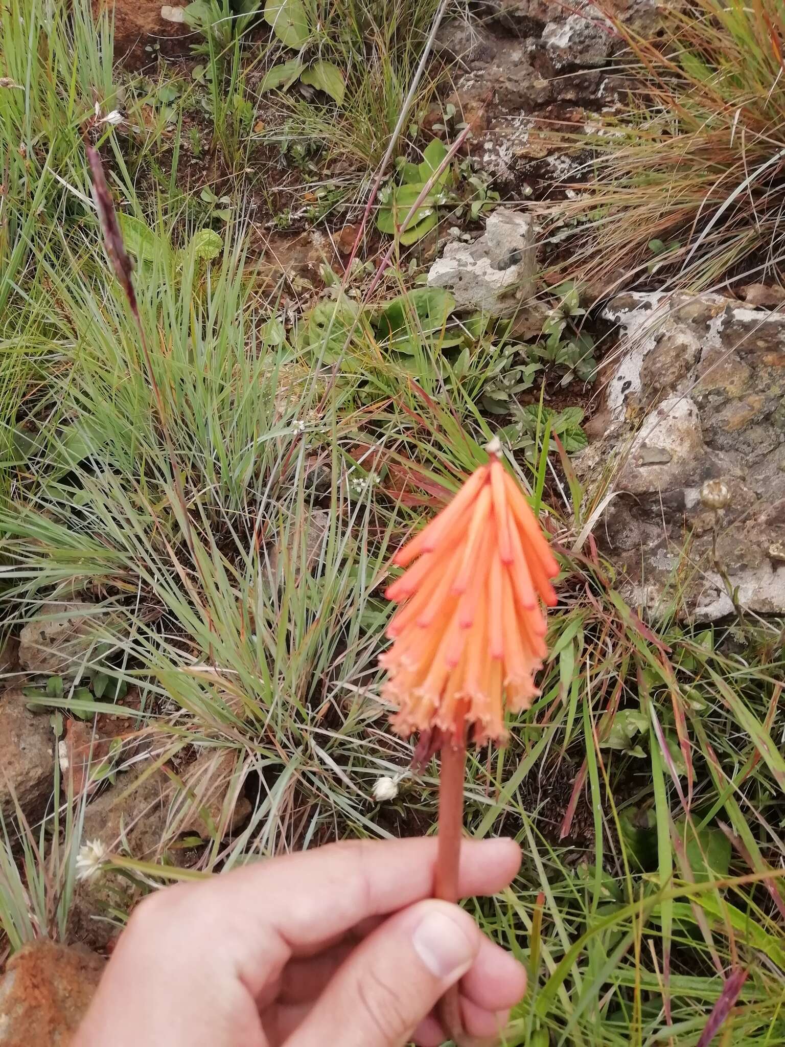 Imagem de Kniphofia galpinii Baker