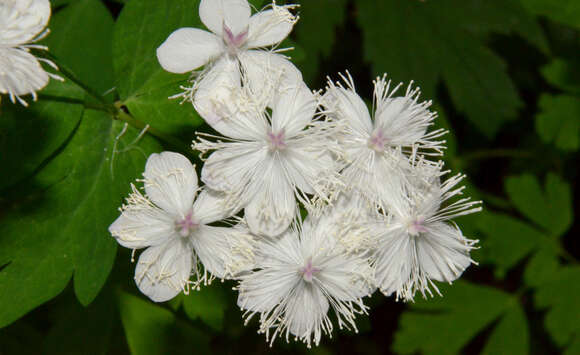 Image of Willamette false rue anemone