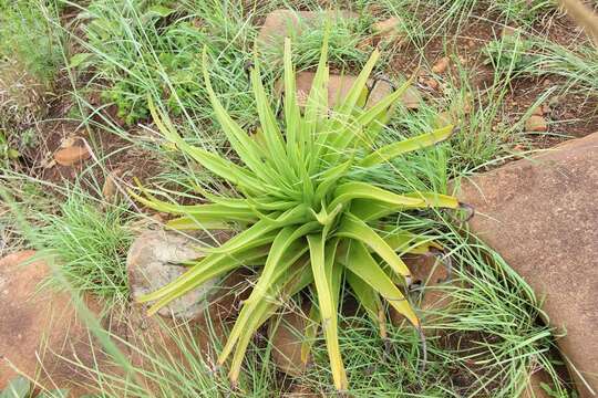 Sivun Crassula acinaciformis Schinz. kuva