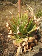 Image of Pretoria aloe