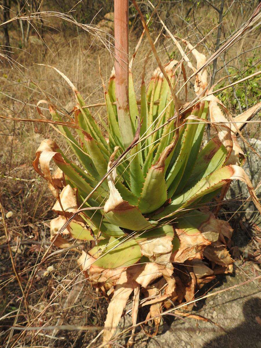 Image of Pretoria aloe