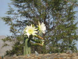 Image de Trichocereus macrogonus var. pachanoi