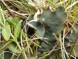 Image of felt lichen