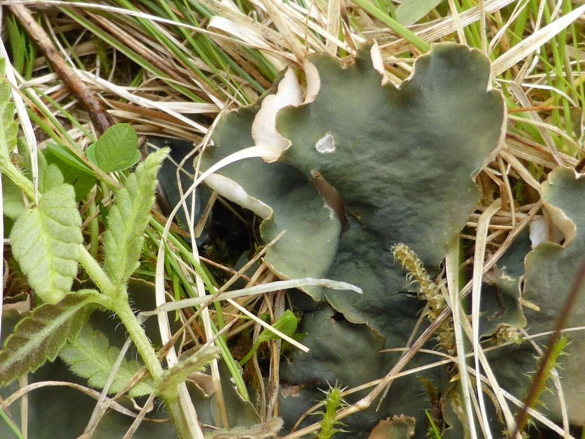 Image of felt lichen