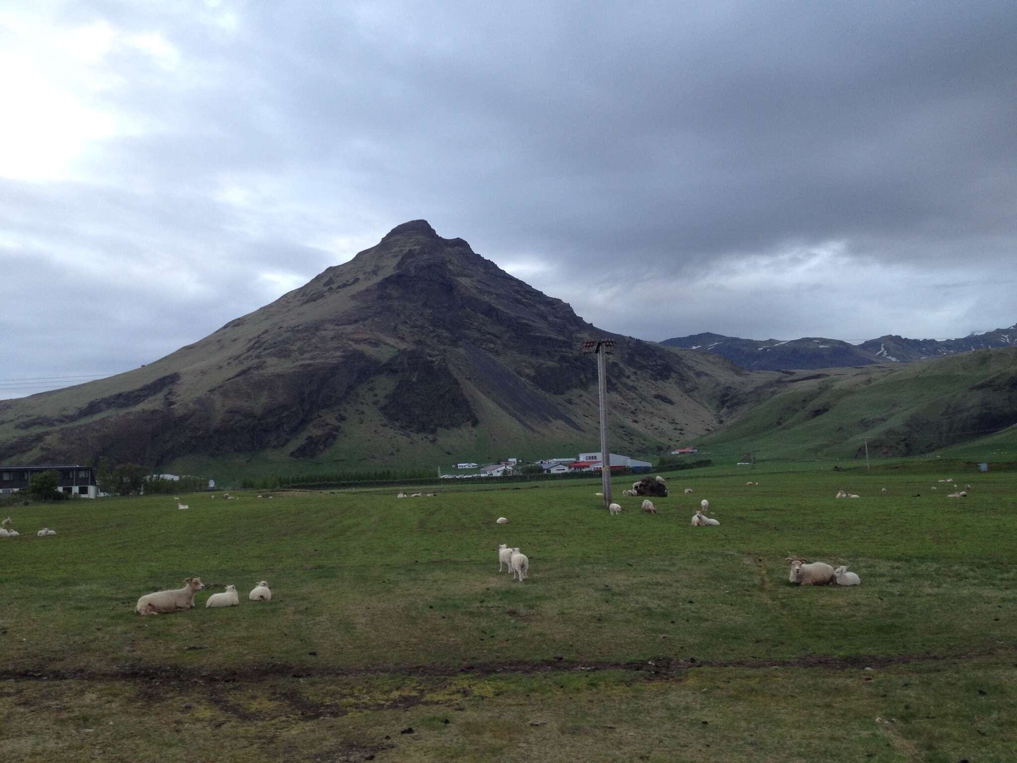 Image of Domestic Sheep