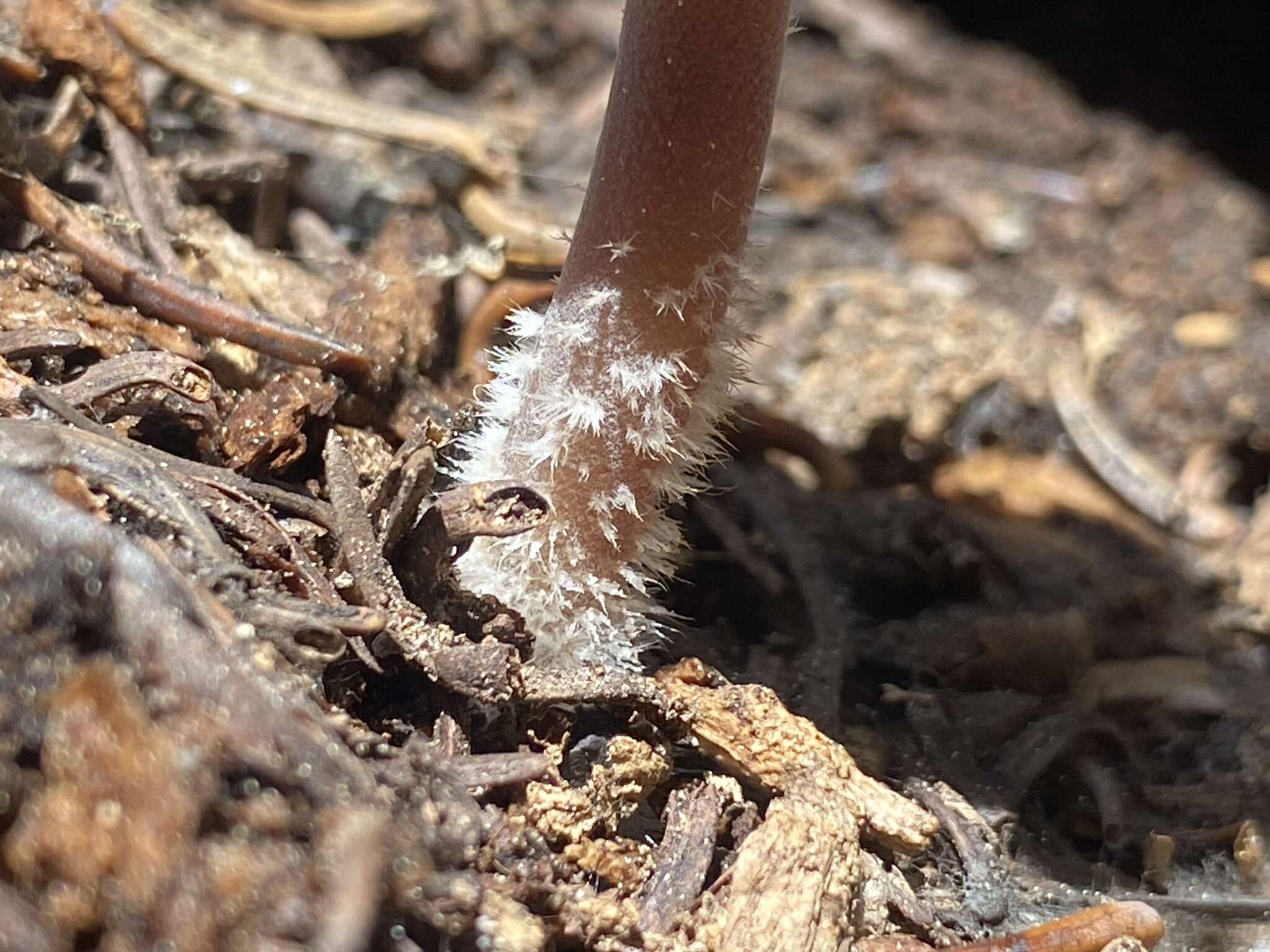 Sivun Mycena nivicola B. A. Perry & Desjardin 2016 kuva