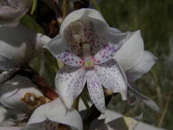 Image of Disa crassicornis Lindl.