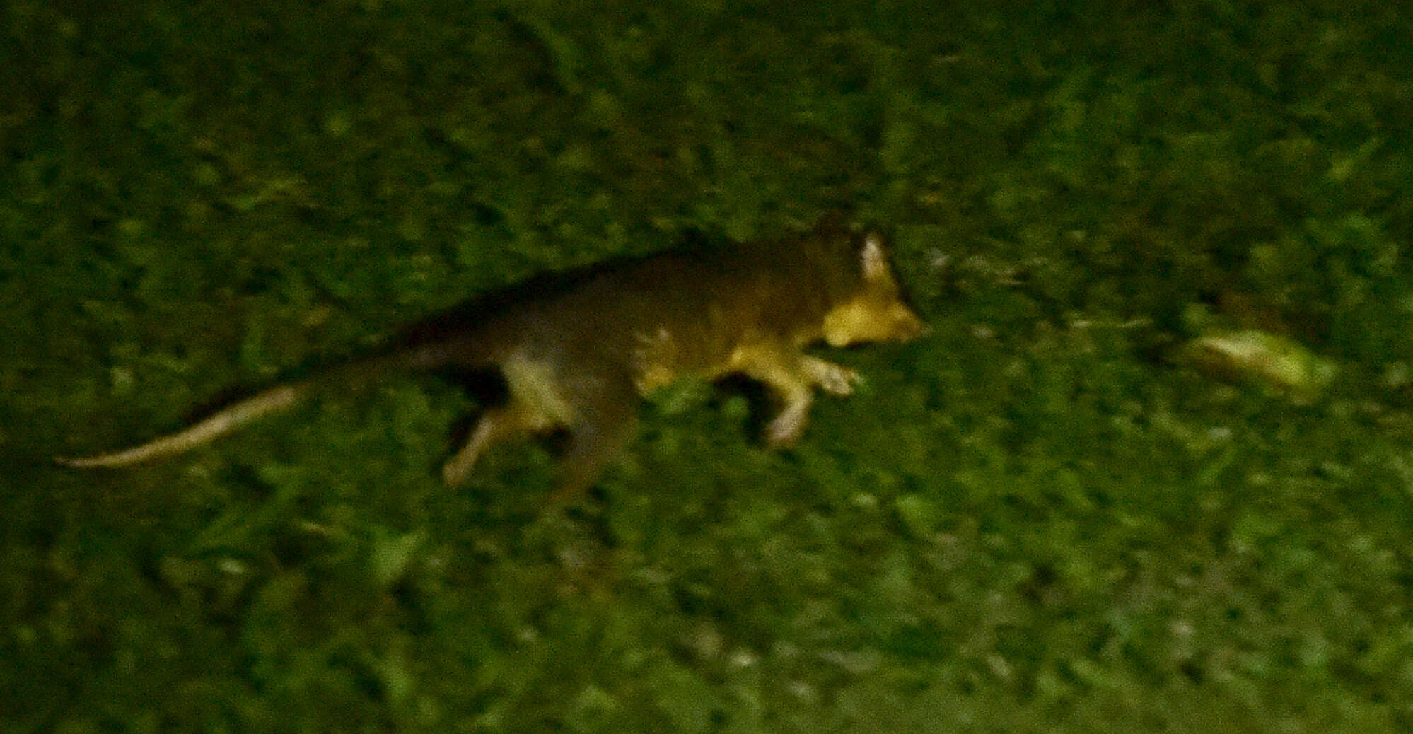 Image of Gray and black four-eyed opossum